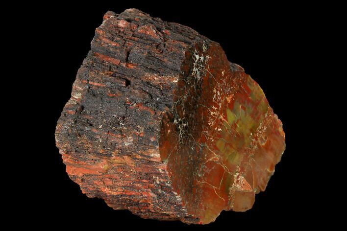 Polished Red/Yellow Petrified Wood (Araucarioxylon) - Arizona #147886